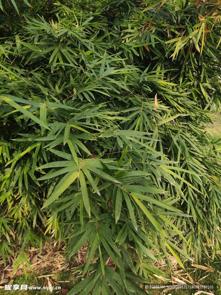 翠绿竹叶植物特写