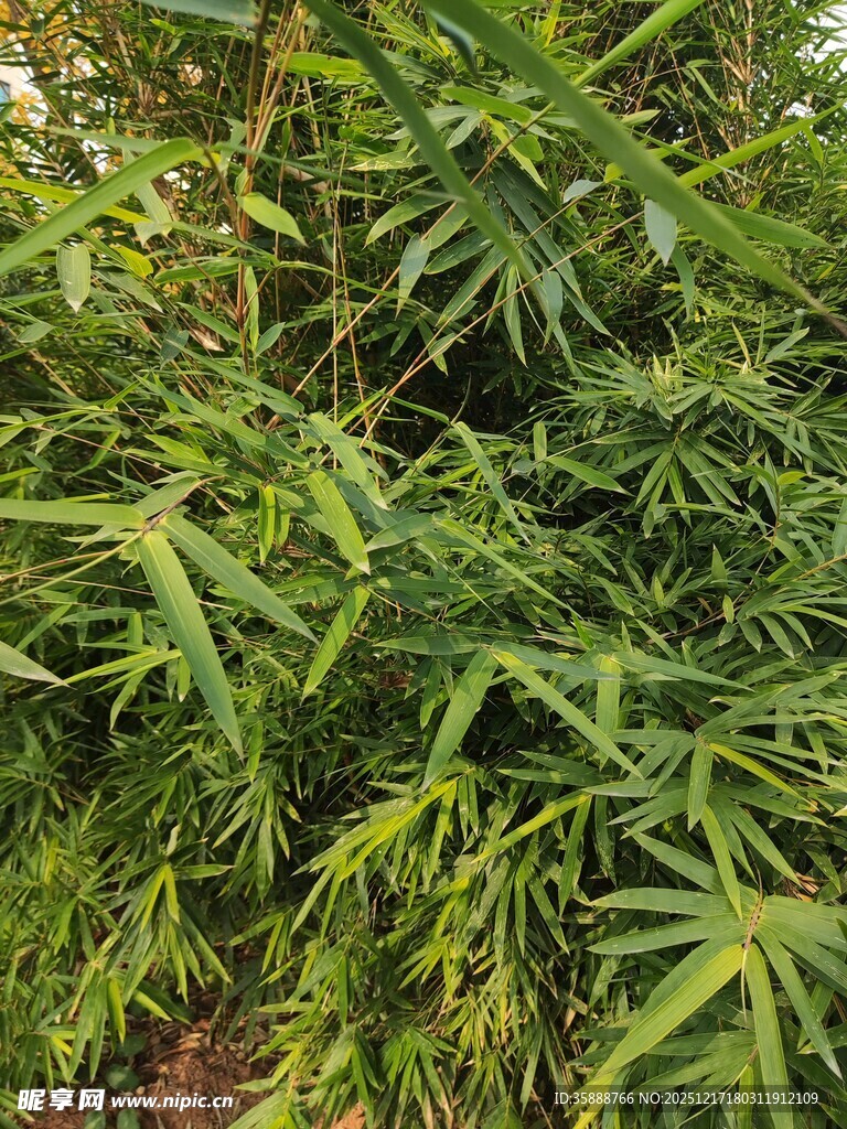 翠绿竹叶尽显自然生机