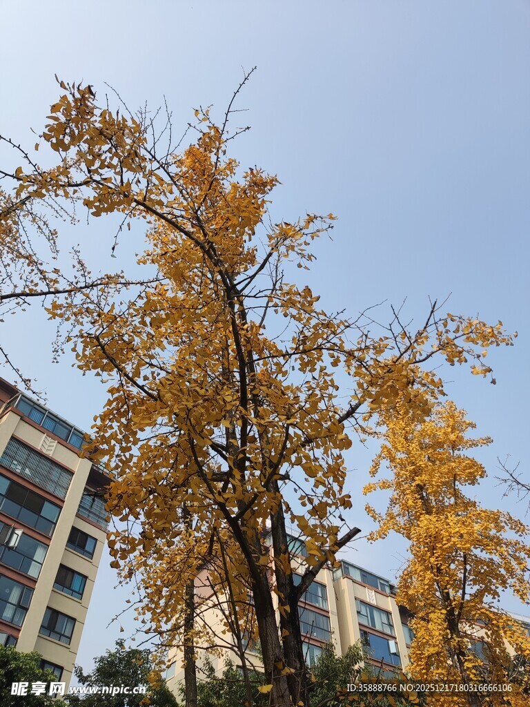 秋日金黄银杏与建筑