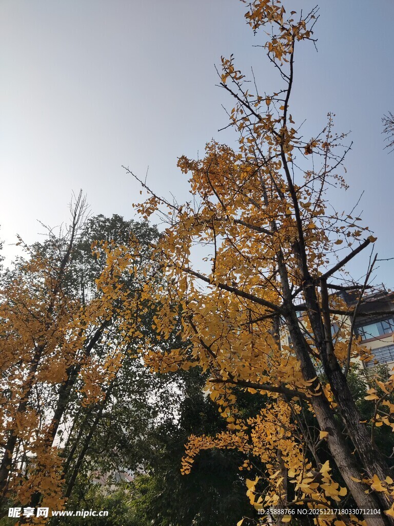 秋日金黄银杏树枝景