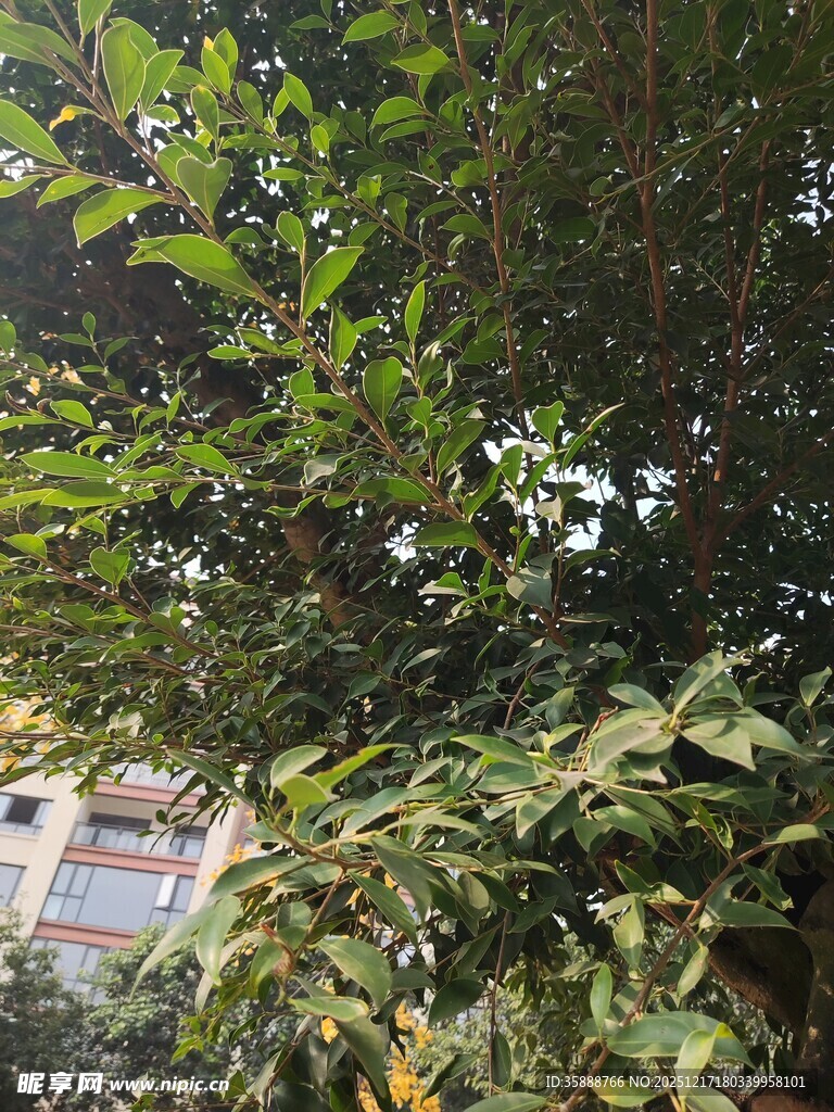 繁茂绿叶间的建筑一角