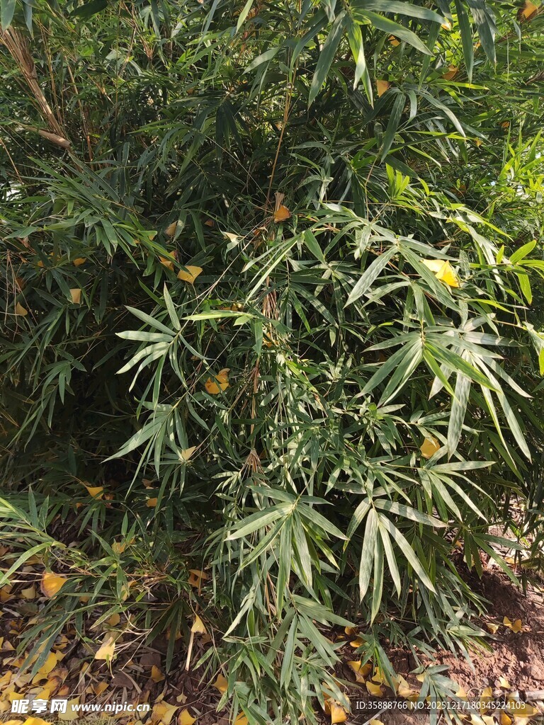 翠绿枝叶植物特写