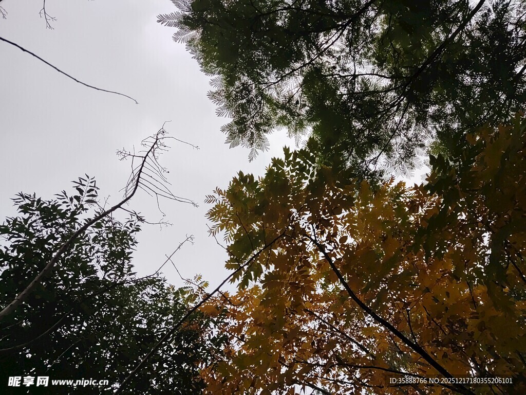 秋日树梢斑斓枝叶映天际