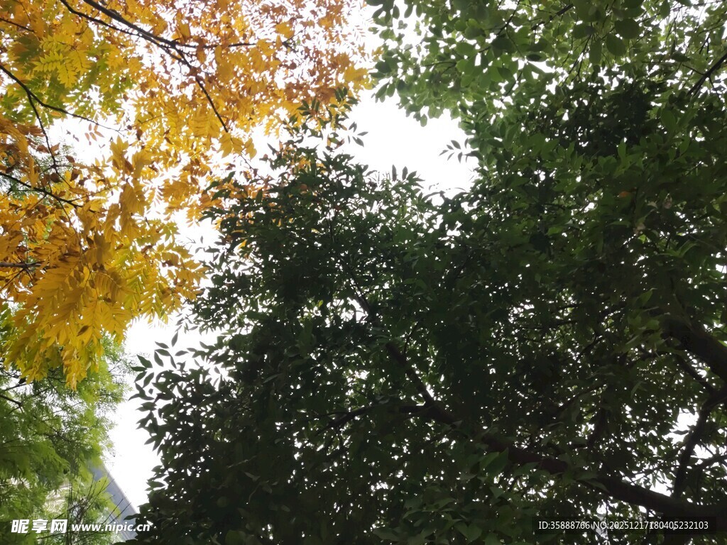 秋日树梢黄绿交织之景