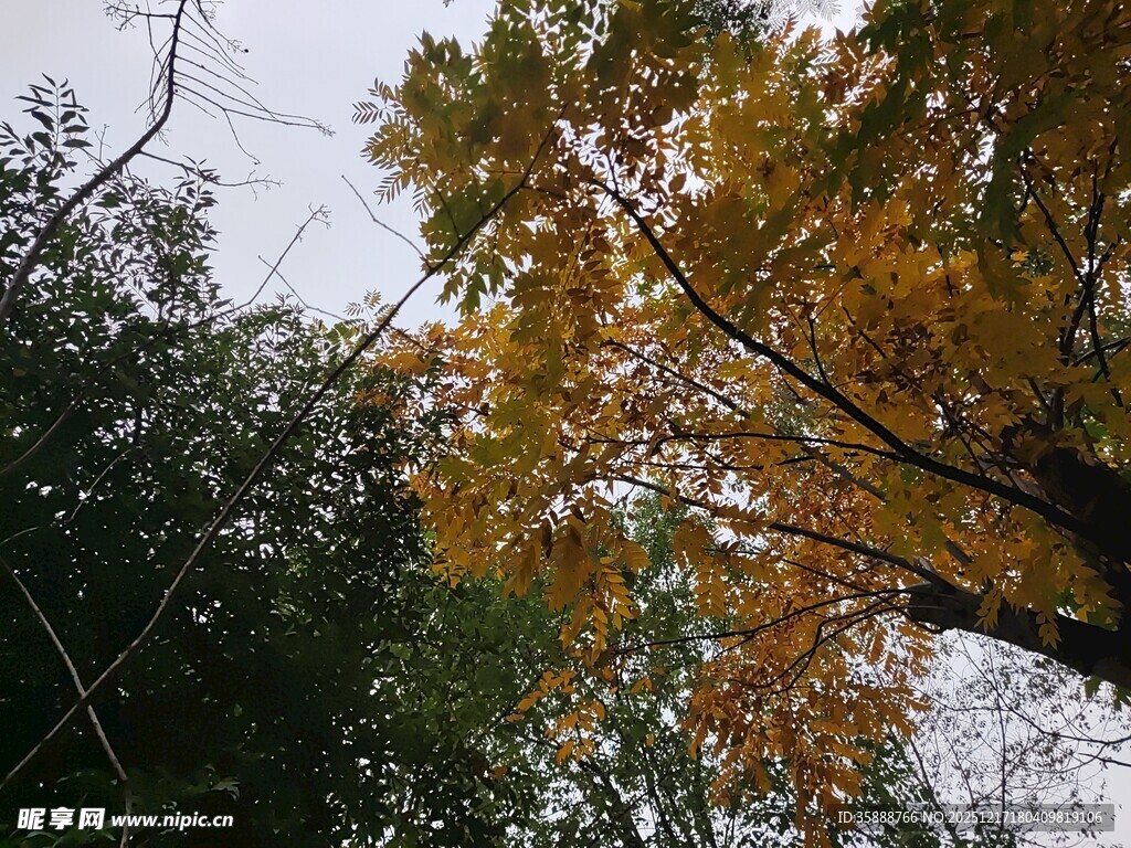 秋日金黄树叶与绿植相映