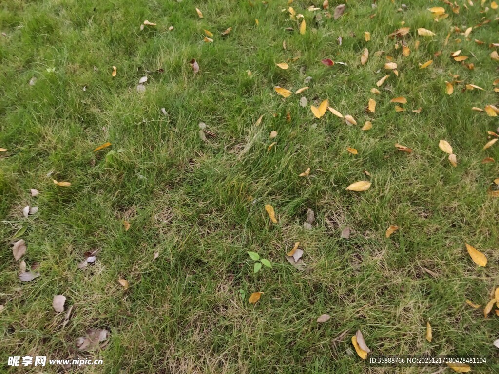 草地上的散落黄叶
