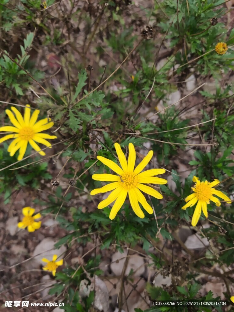 黄色小花绽放于草地间