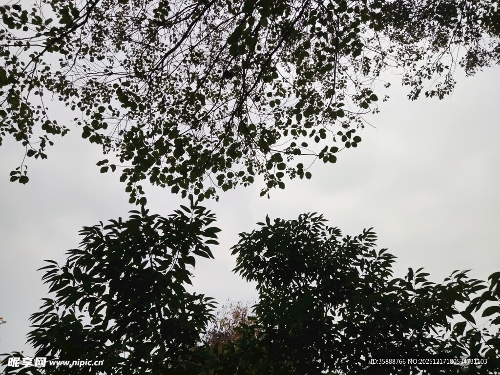 仰视繁茂树木枝叶