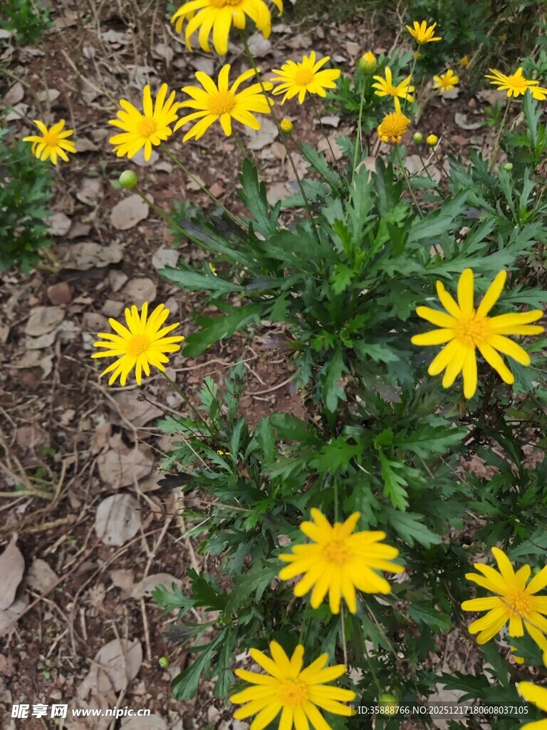 黄色小花绽放于泥土间