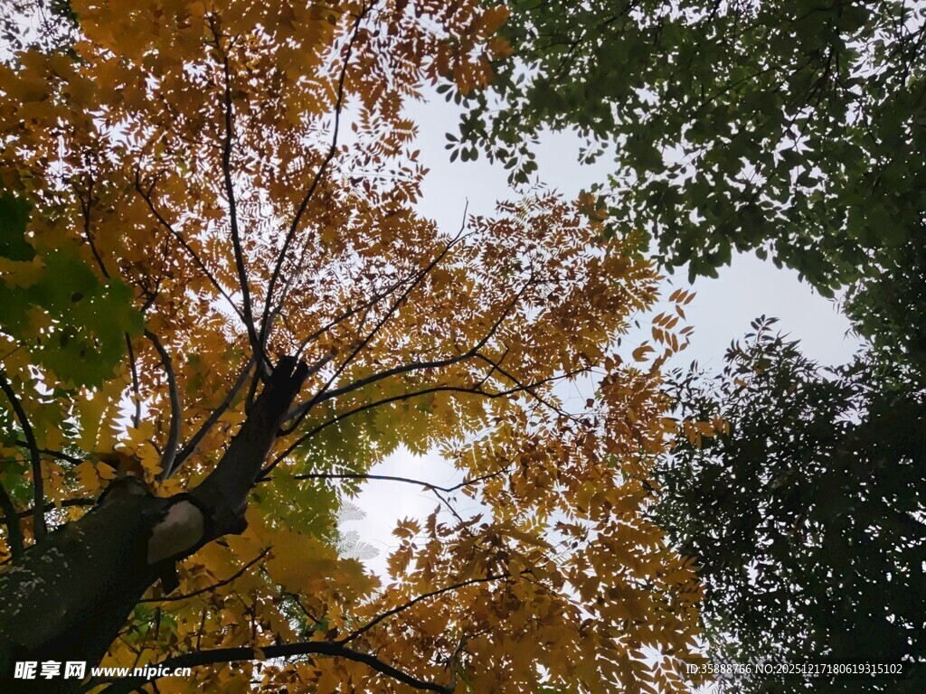 秋日仰拍斑斓树冠美景