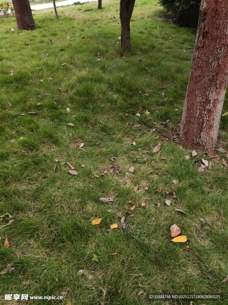 草地旁的树干与散落黄叶