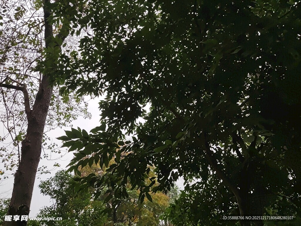 林间树木绿意盎然