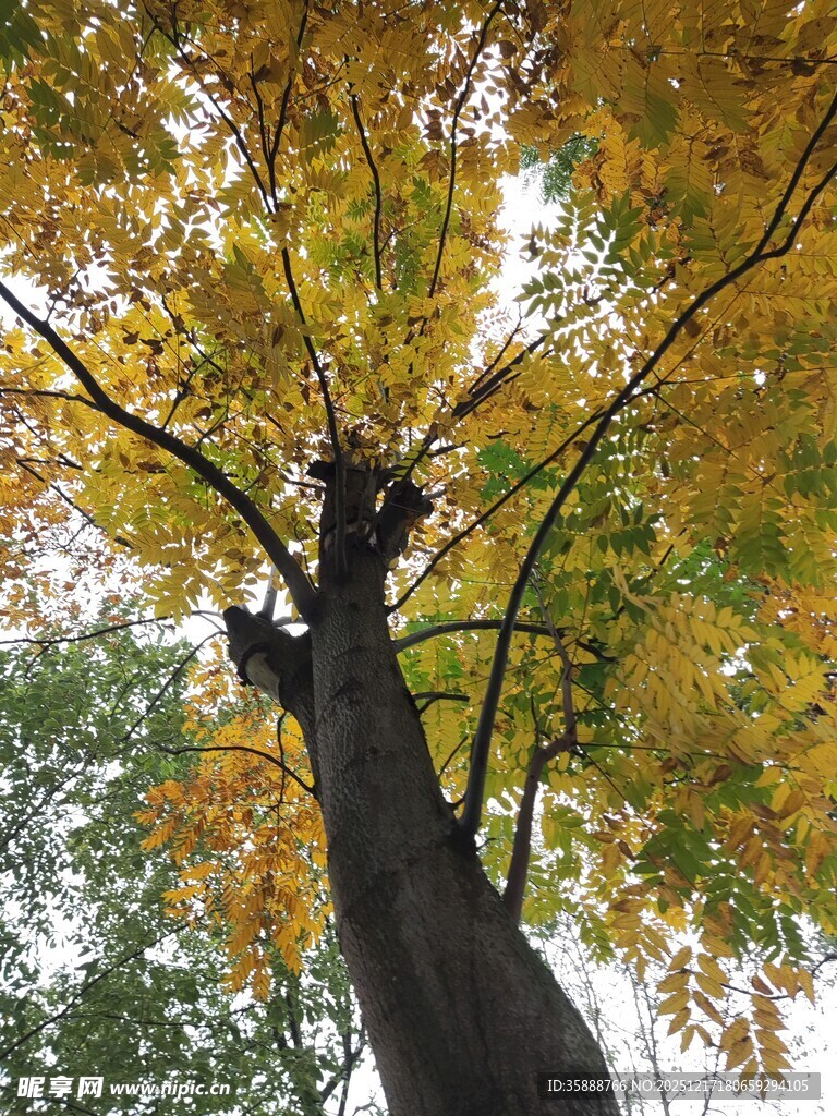 秋日金黄树叶的大树