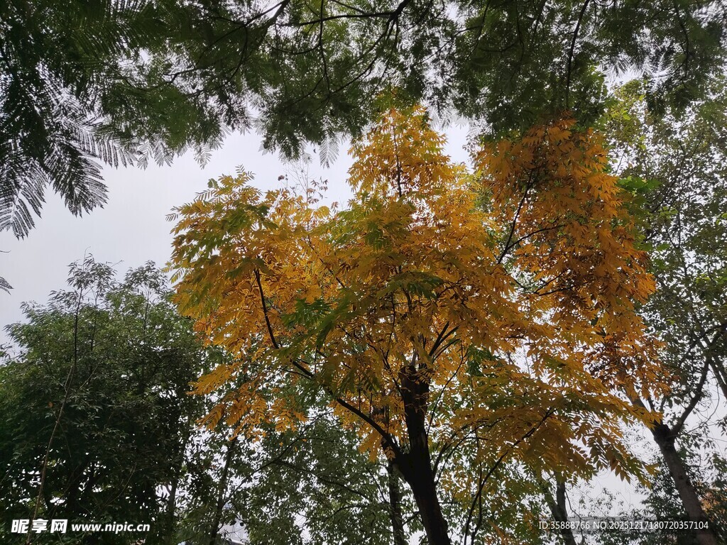 秋日金黄树木景致