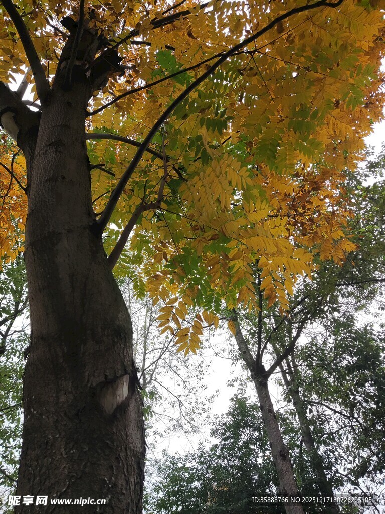 秋日挺拔大树与斑斓枝叶