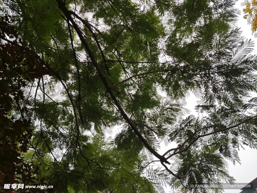 仰视繁茂绿树枝叶