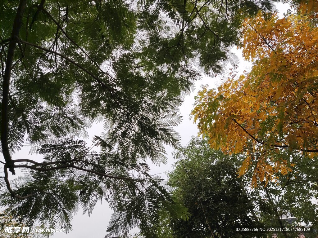 秋日林间树梢景致