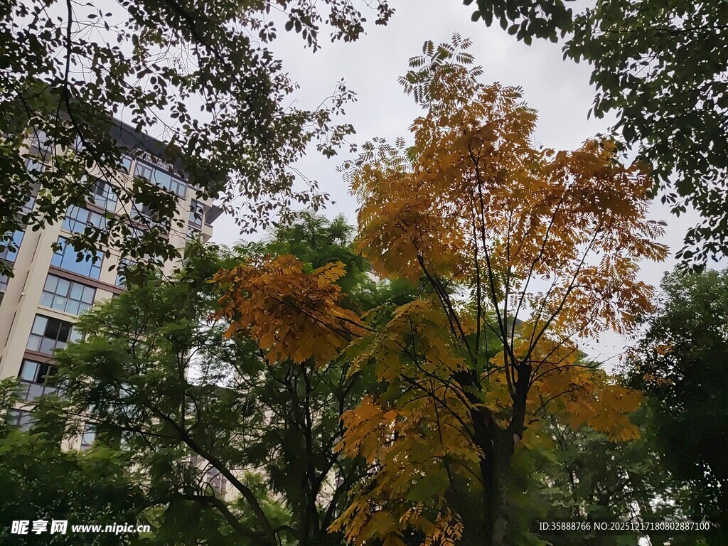 秋日城市中斑斓树木景观