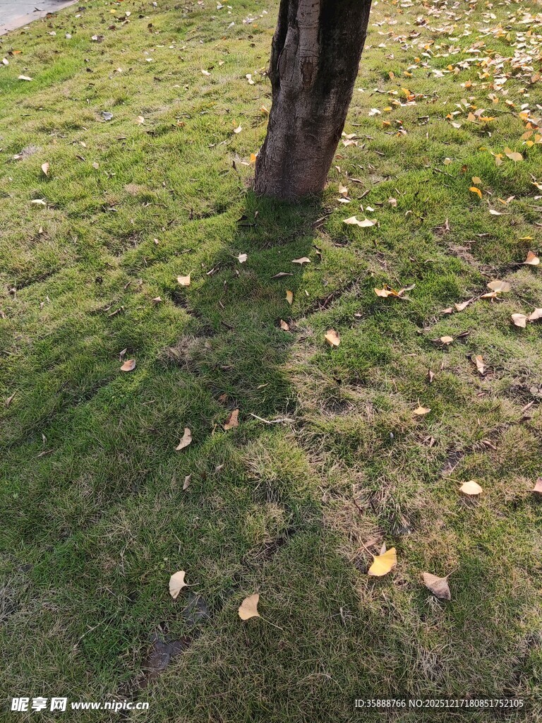 树下草地落叶景象