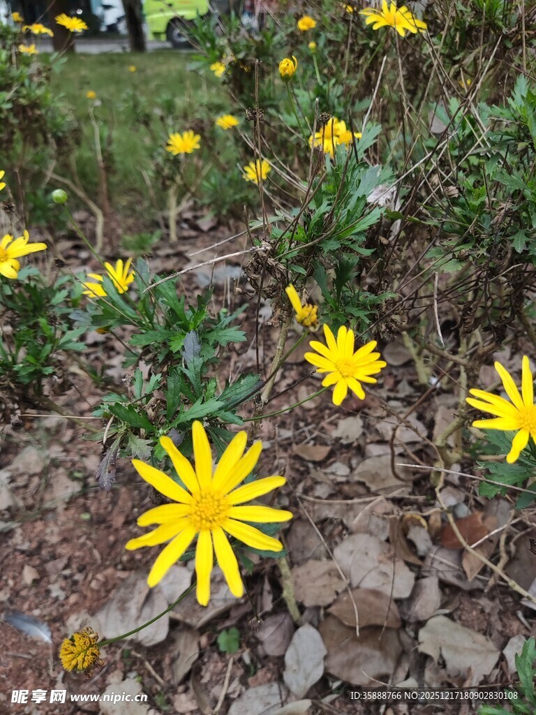 黄色小花绽放于碎石间