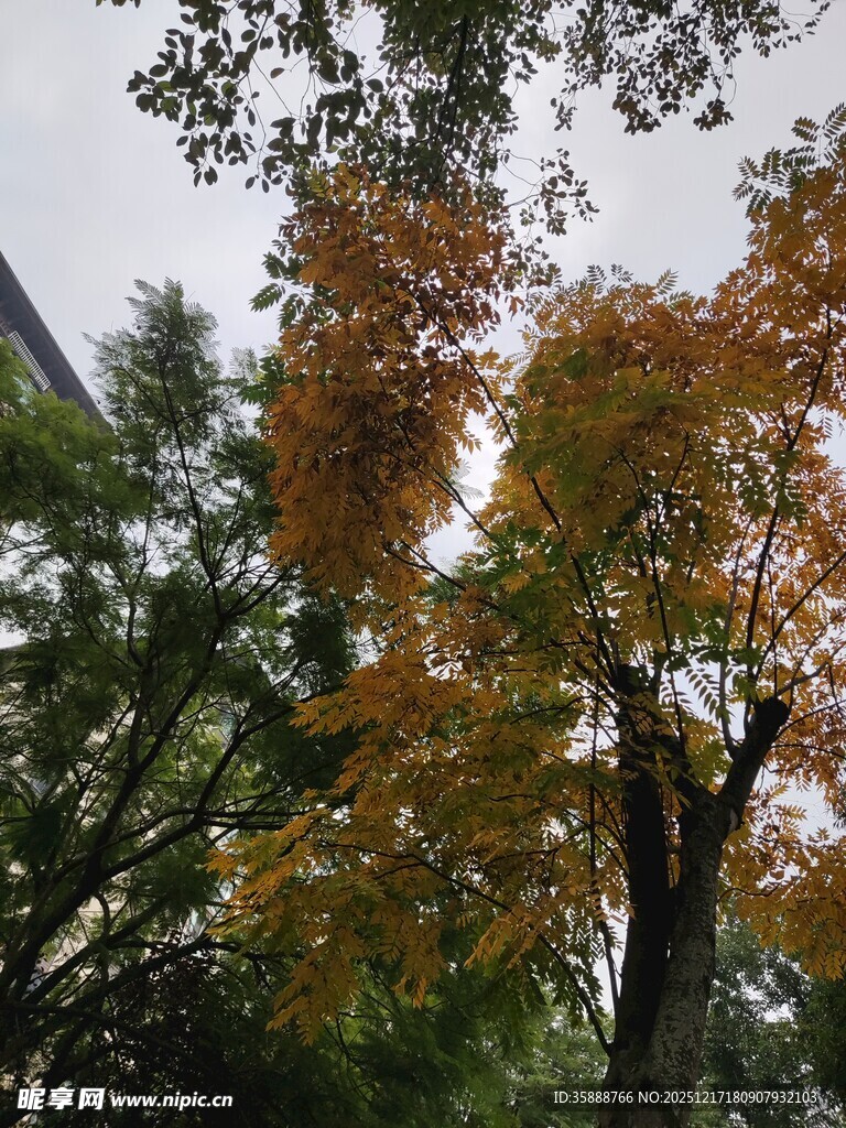 秋日街头斑斓树木景致