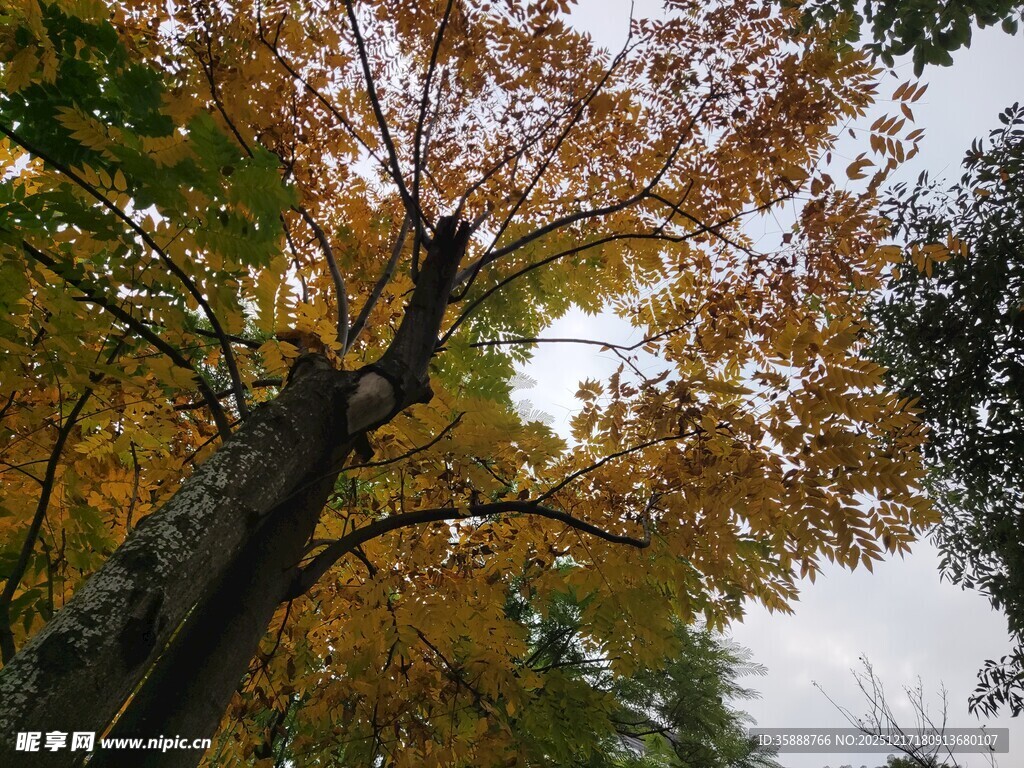 秋日仰拍斑斓树冠美景