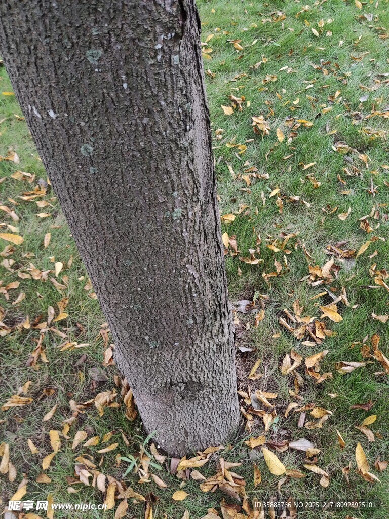 树干下的落叶景象