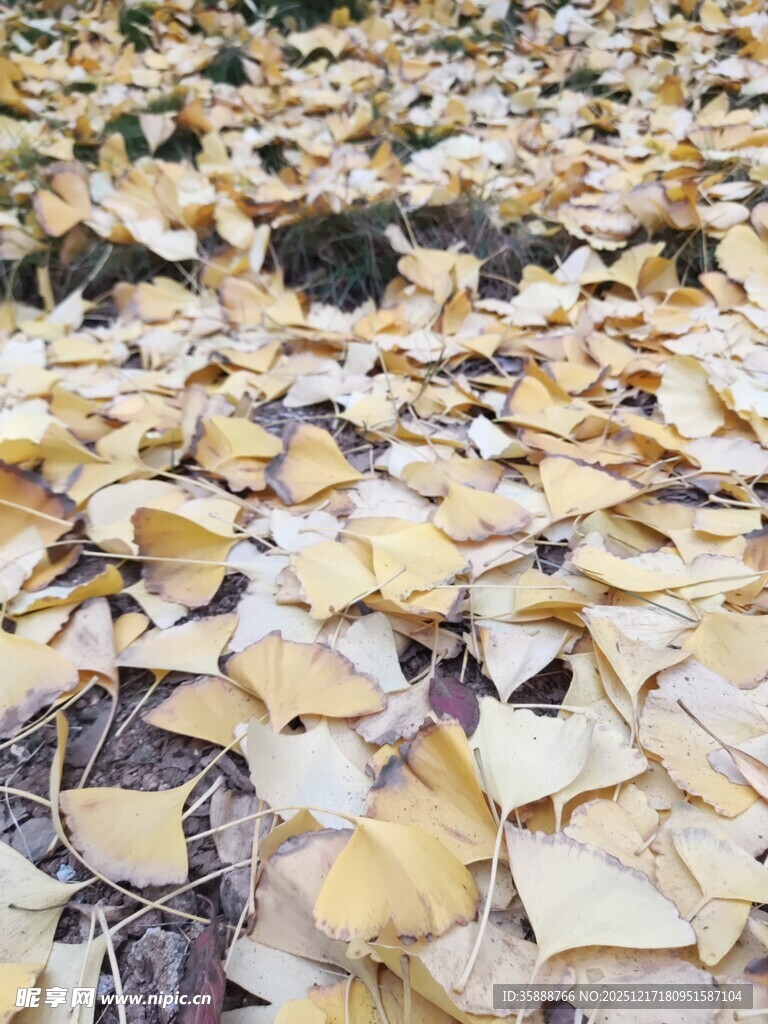 金黄落叶铺就秋日地面