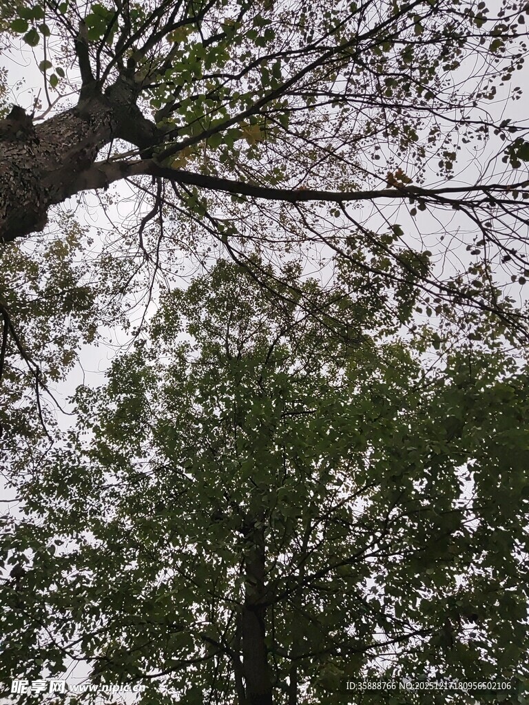 仰视繁茂树木枝叶