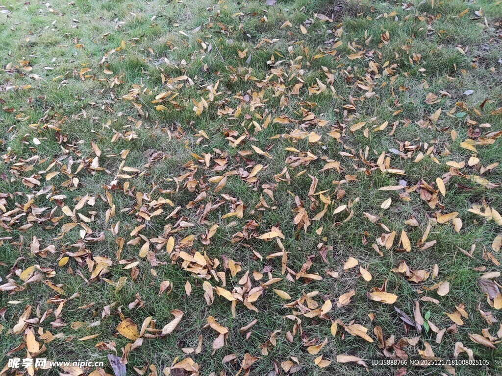 秋日草地散落枯黄树叶
