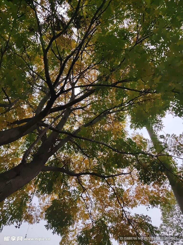 仰视秋日繁茂树枝景象