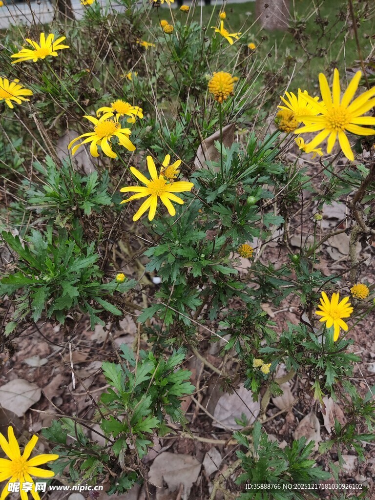 黄色小花绽放于碎石间