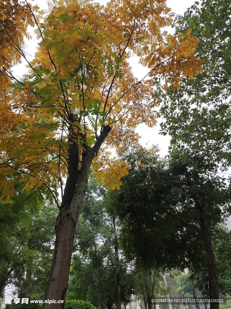 秋日公园中的多彩树木