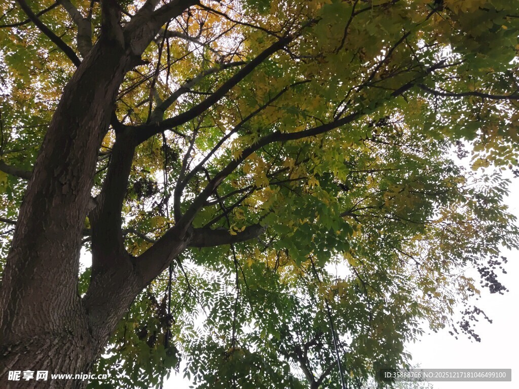 仰视繁茂大树枝叶