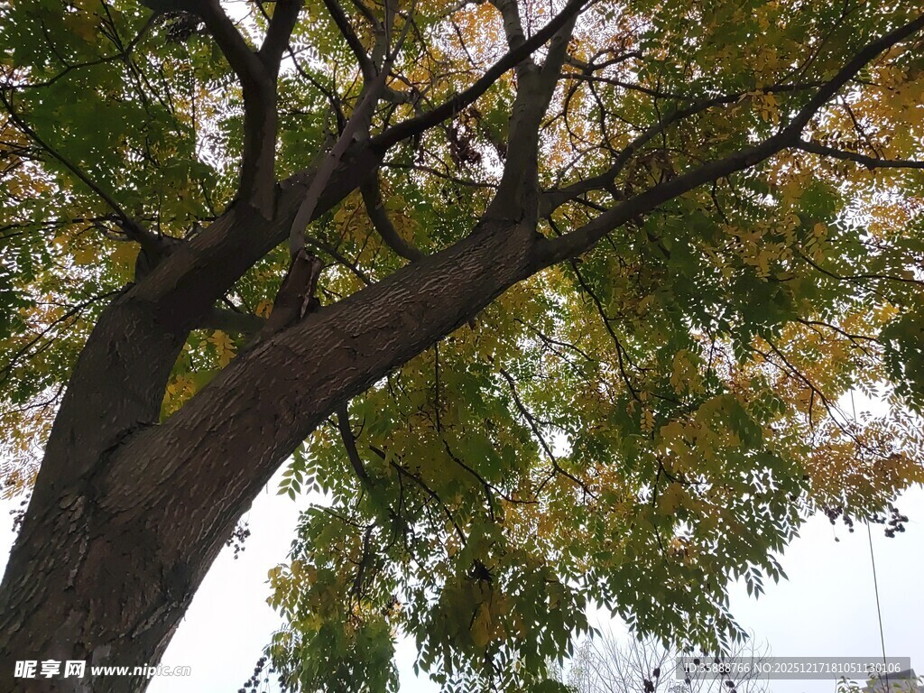 秋日繁茂大树枝叶景观