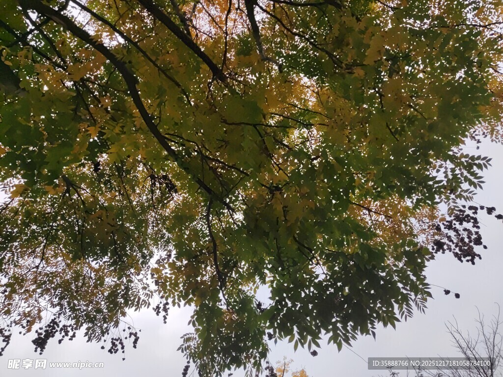 仰视多彩树叶