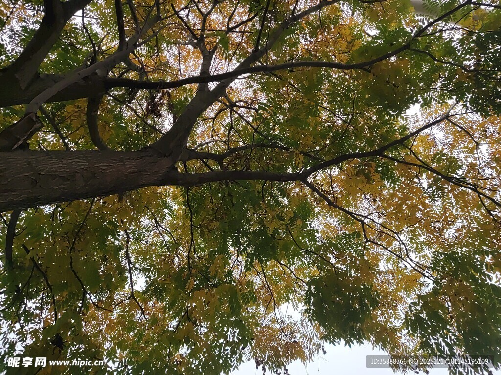 仰视秋日斑斓树冠