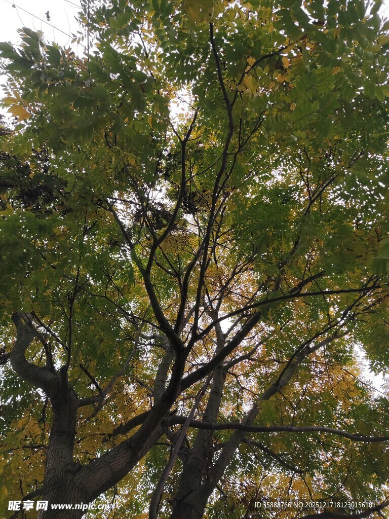 秋日繁茂树枝与斑驳光影