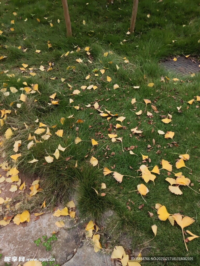 秋日草地落满银杏黄叶