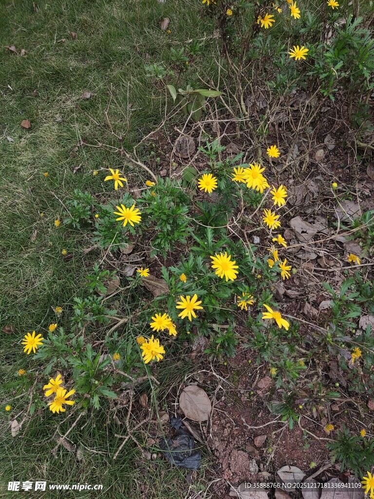草地中的黄色小花绽放
