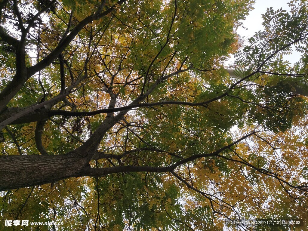 仰视繁茂树木枝叶景观