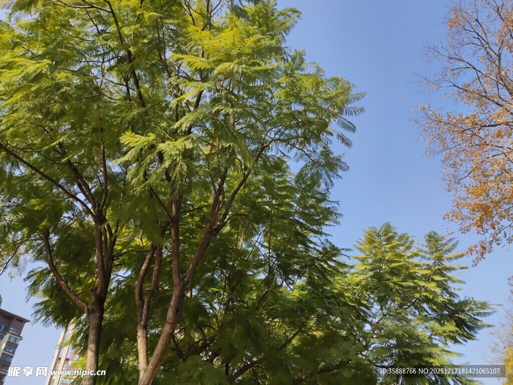 蓝天绿树清新自然景象