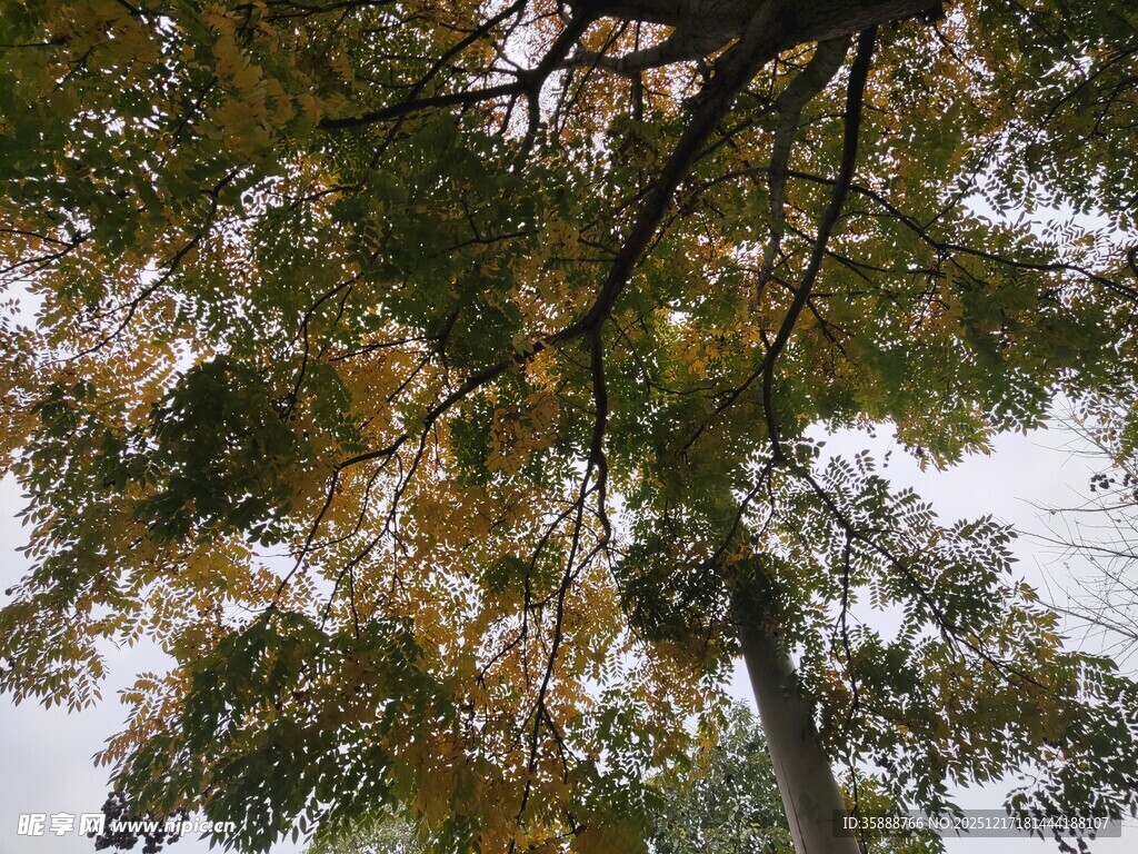 秋日树梢间的斑斓景致