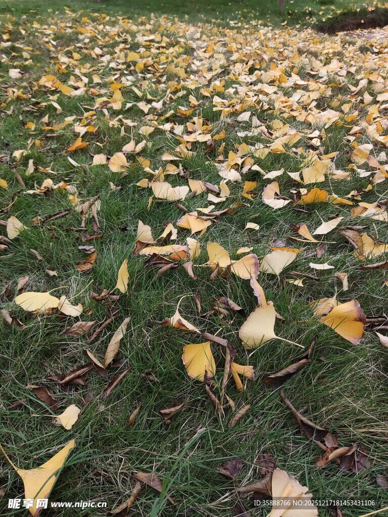 秋日银杏落叶铺满草地