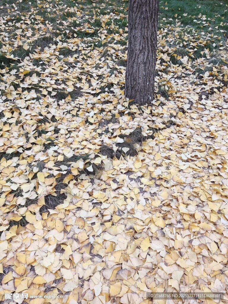 树下金黄落叶铺满地面