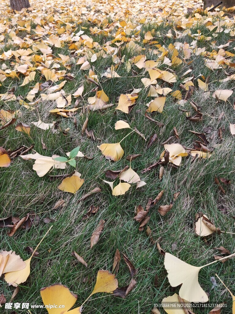 银杏落叶铺就秋日美景