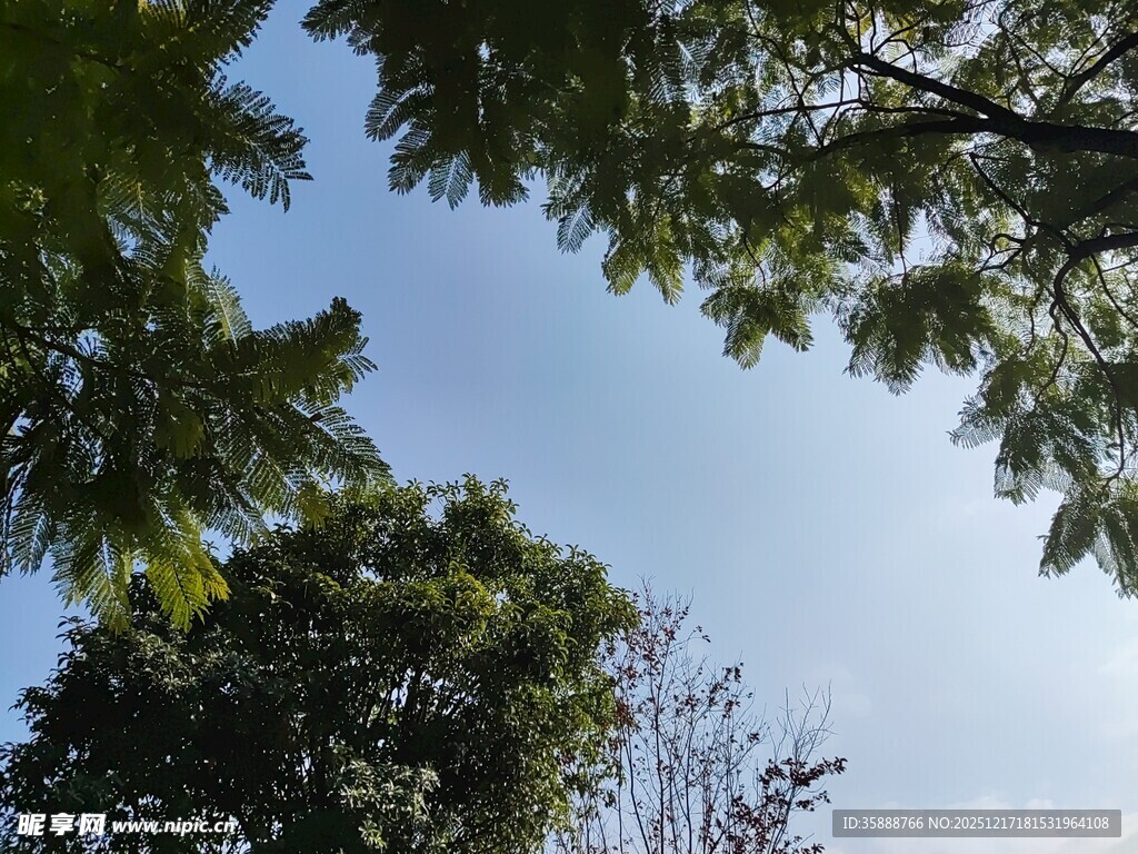 仰视树冠下的晴朗天空