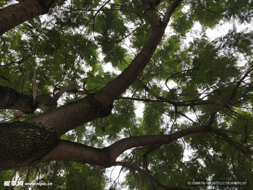 繁茂树冠下的自然景致