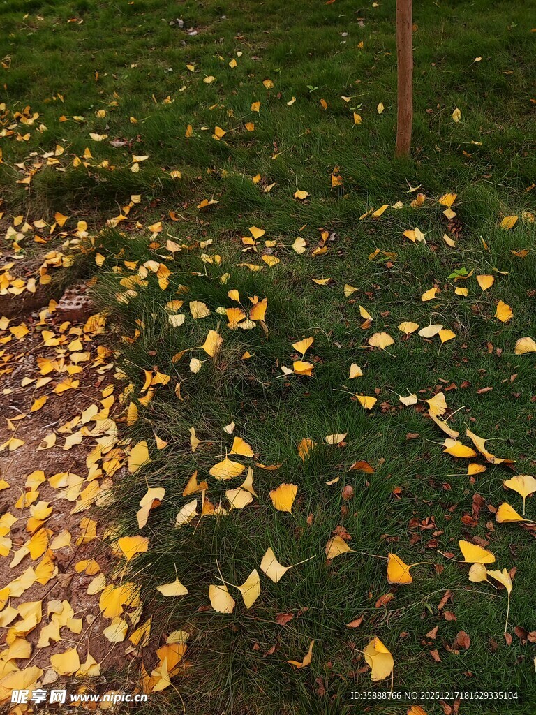 秋日草地落叶美景