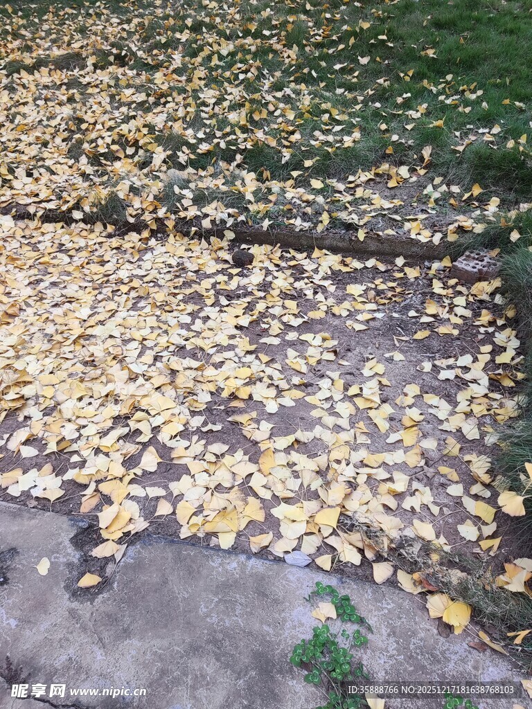 地面铺满金黄落叶景象